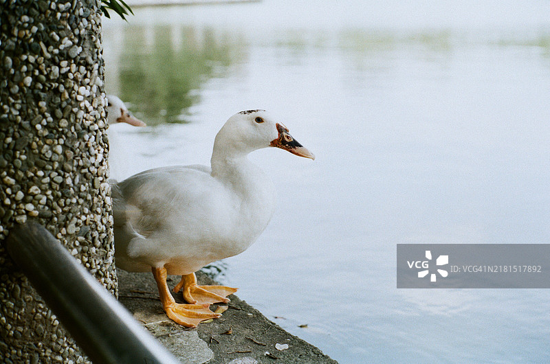 鸭子图片素材