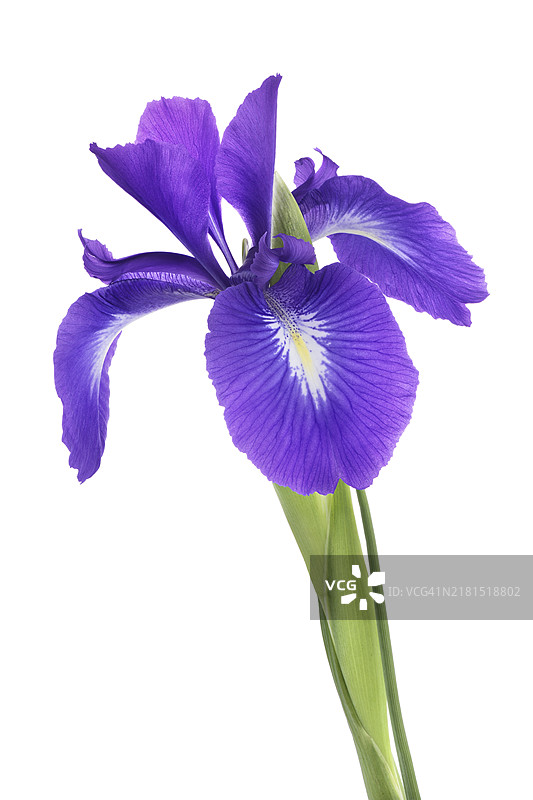 白色背景上盛开的紫色鸢尾花图片素材