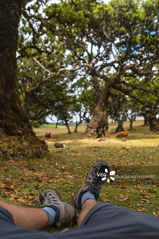 马德拉岛法纳尔森林：夏日假期中，年轻男子在月桂树间休息图片素材