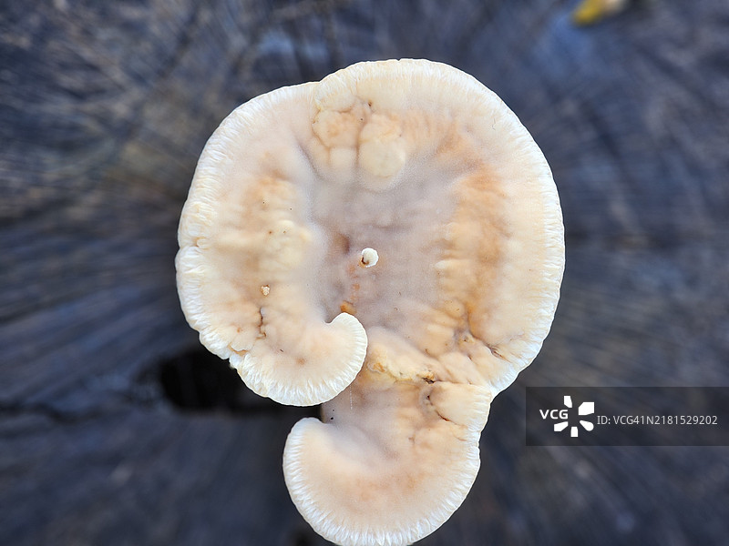 木头上的真菌图片素材