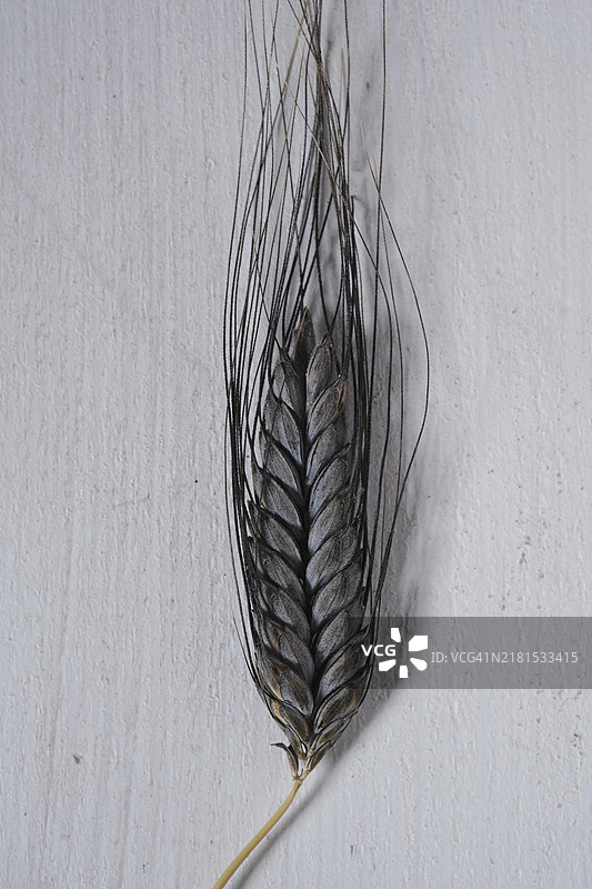 黑色二粒小麦穗特写图片素材