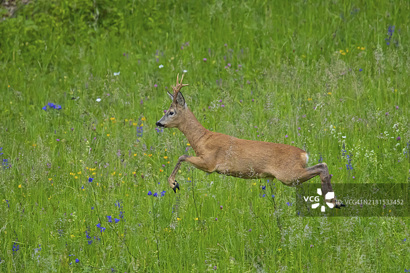 跳跃的欧洲狍（德国）图片素材