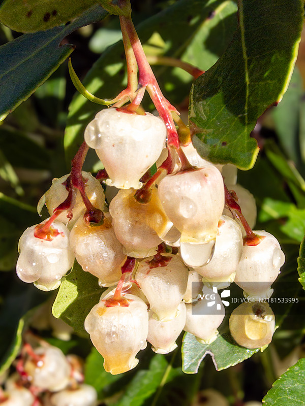 草莓树图片素材