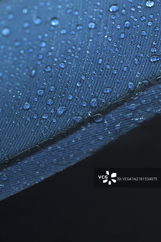 黑色背景上的蓝色羽毛与透明水滴图片素材