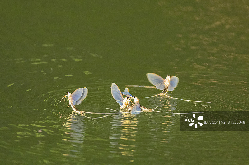 长尾蜉蝣，匈牙利蒂萨河图片素材