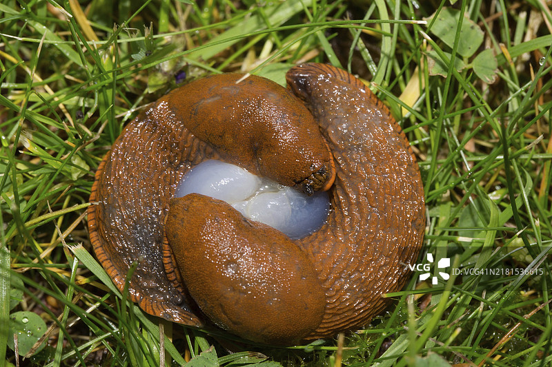 绿色草地上交配的两只红色蛞蝓图片素材