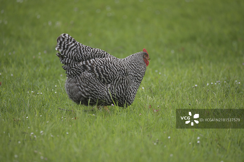 阿姆罗克鸡，草地上的散养鸡，德国杜塞尔多夫图片素材