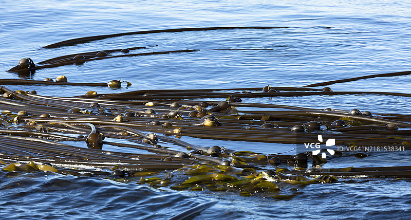 漂浮在海面上的公牛海带图片素材
