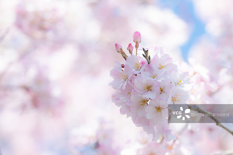 福冈 - 九州 - 日本的樱花盛开图片素材