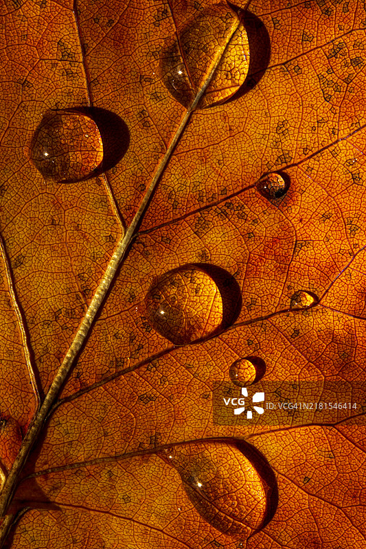 橙棕色秋叶上的雨滴特写镜头图片素材