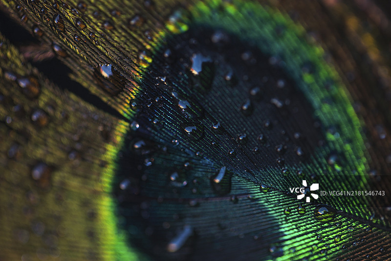 美丽的孔雀纹理墙面水滴背景图片素材