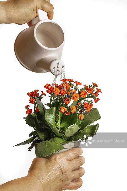 女人用陶瓷水壶浇灌植物图片素材