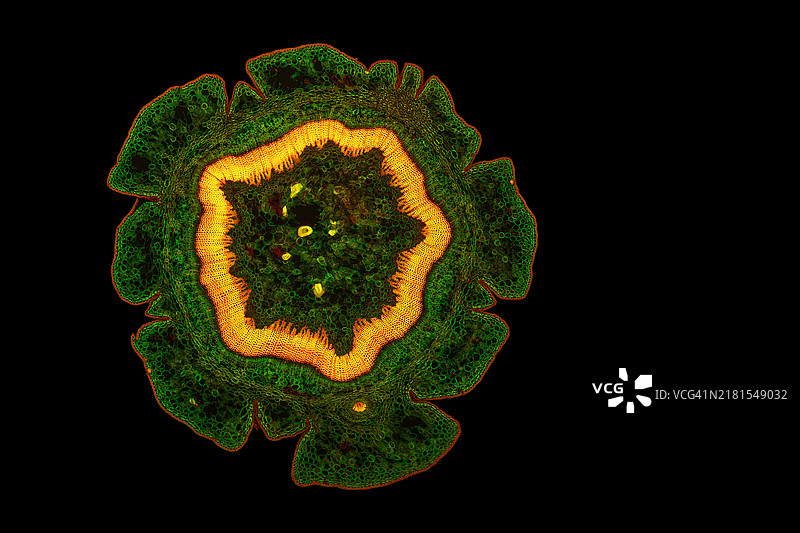 英国红豆杉嫩枝横切面，Wacker 3A染色，荧光图片素材