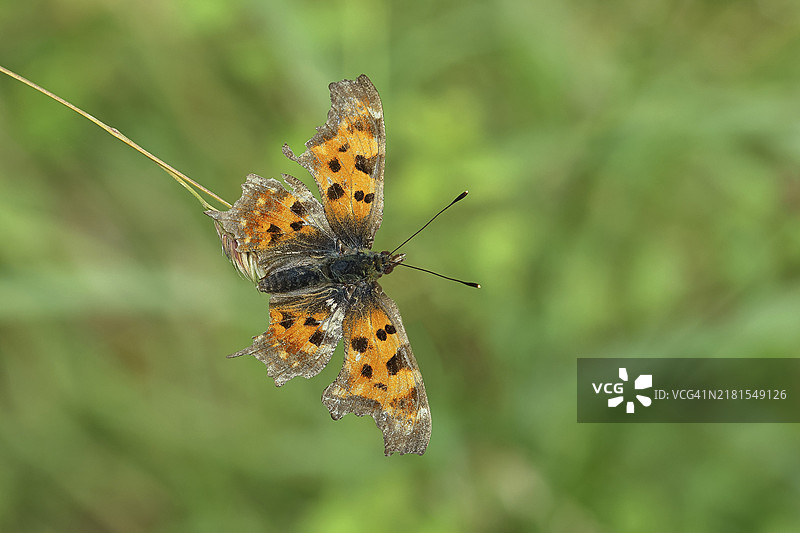 C-白蛱蝶，在草地上的草叶上，德国图片素材