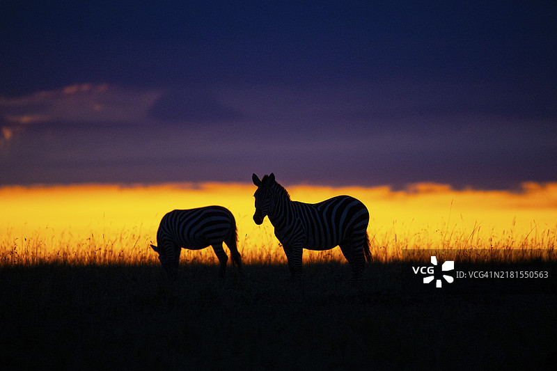 肯尼亚马赛马拉的平原斑马图片素材