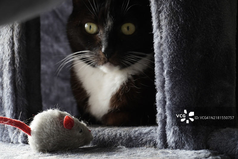 猫的特写镜头图片素材