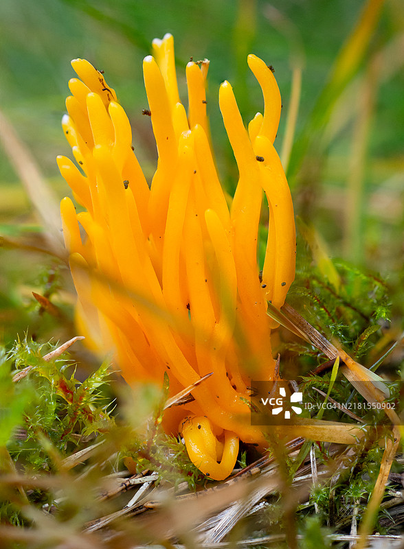 黄色花朵的特写镜头图片素材