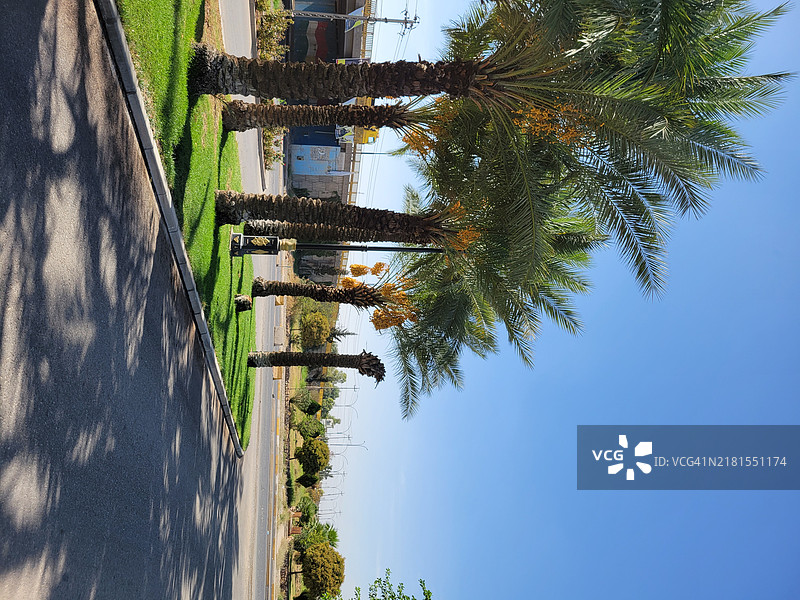 道路旁的树木与晴朗的蓝天图片素材