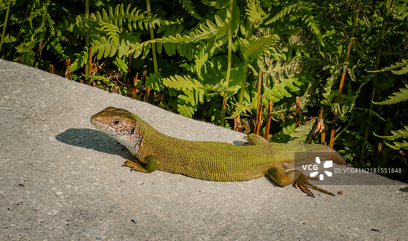 岩石上的普通壁蜥蜴特写镜头图片素材