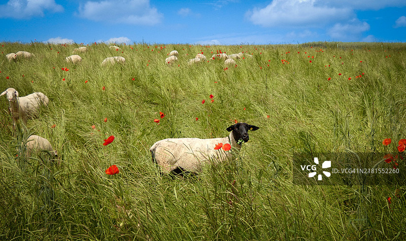 田野上站着的羊的肖像图片素材