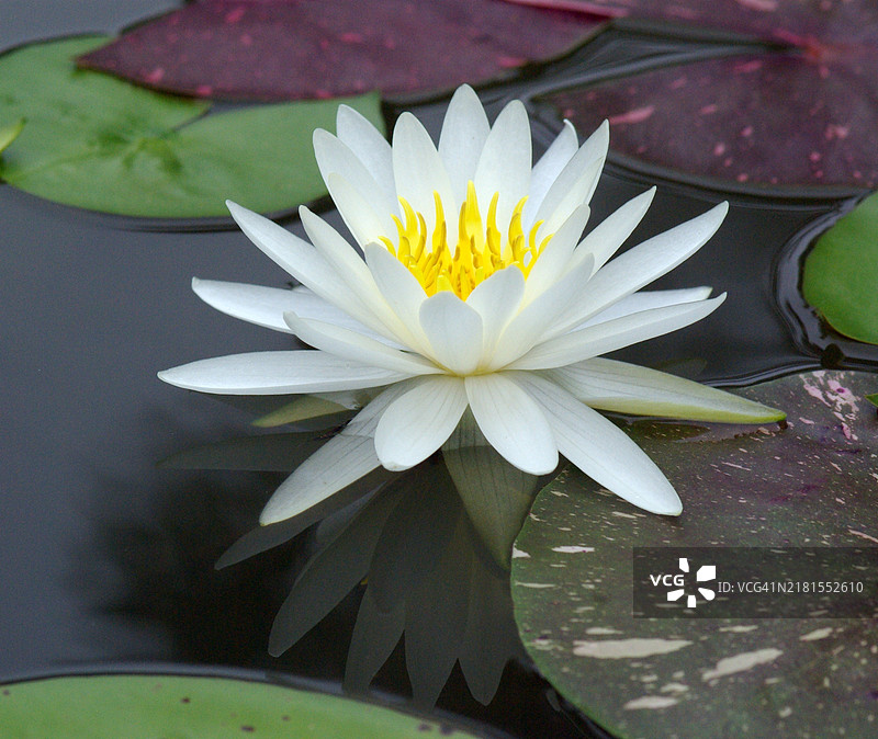 湖中水莲特写，德克萨斯州奥斯丁，美国图片素材