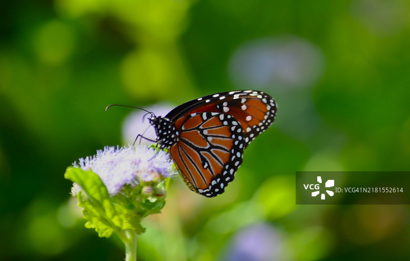 特写镜头：蝴蝶停在花朵上，德克萨斯州，塞达公园，美国图片素材