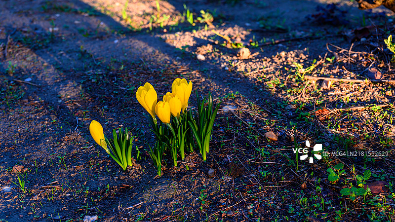 田野上黄色番红花的特写镜头图片素材