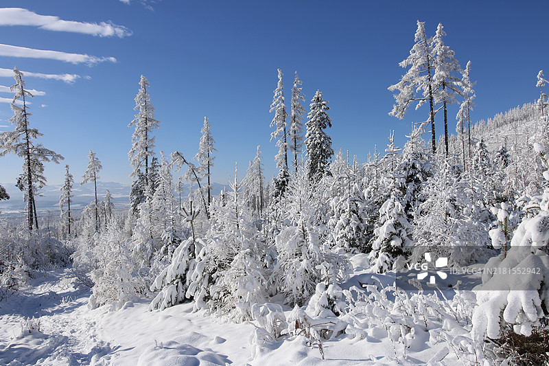 雪地上树木与天空相映成趣图片素材