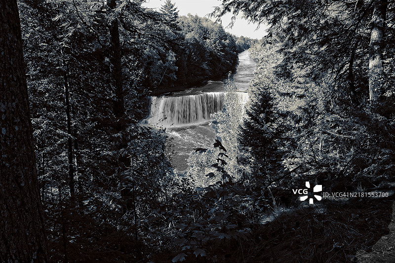 密歇根州纽伯里森林中的树木生长图片素材