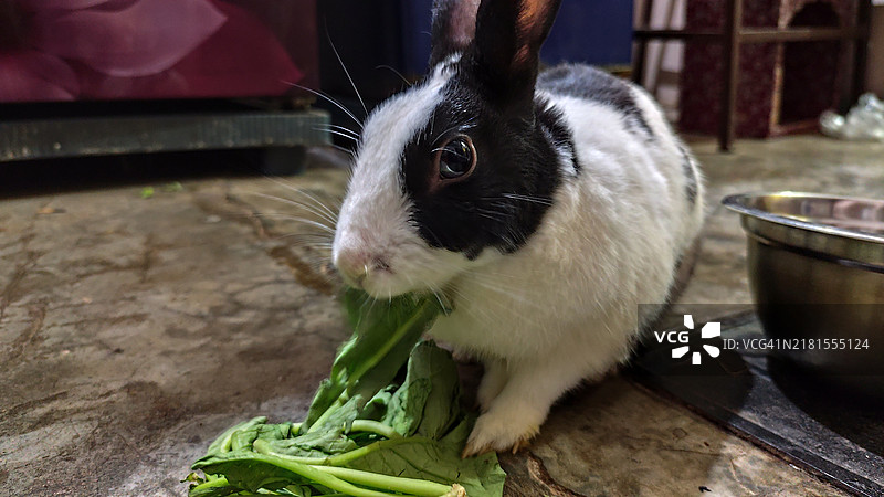 兔子的特写镜头图片素材