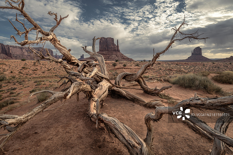 亚利桑那州凯延塔的树木与天空的美丽景色图片素材