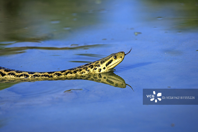 黄森蚺：游泳、吐舌头、嗅觉、产仔、觅食、寻找猎物（巴西潘塔纳尔）图片素材