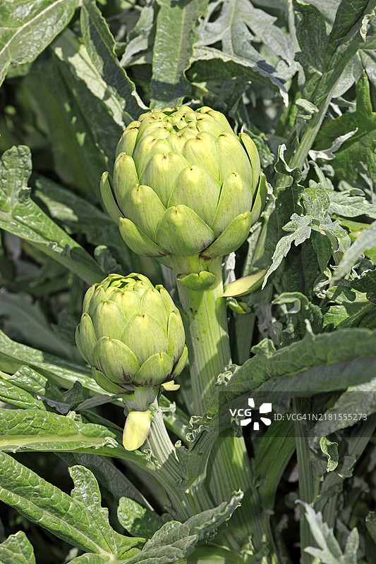 朝鲜蓟（Cynara scolymus），种植，果实，美国加利福尼亚州，北美洲图片素材