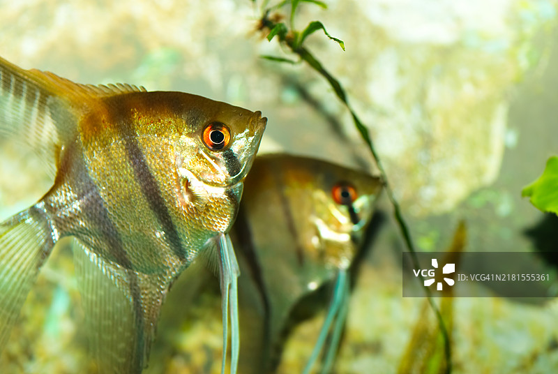 鱼在水族箱中游动的特写镜头图片素材
