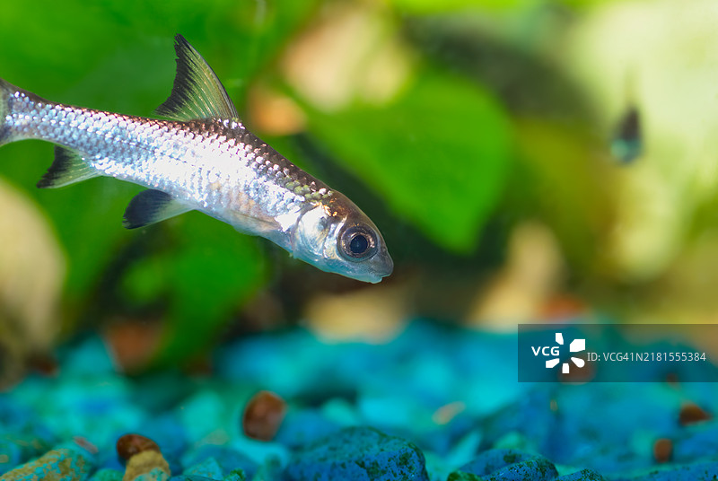 水族箱中游动的鲶鱼特写图片素材