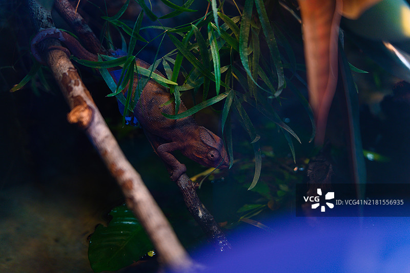 树上的蜥蜴特写图片素材