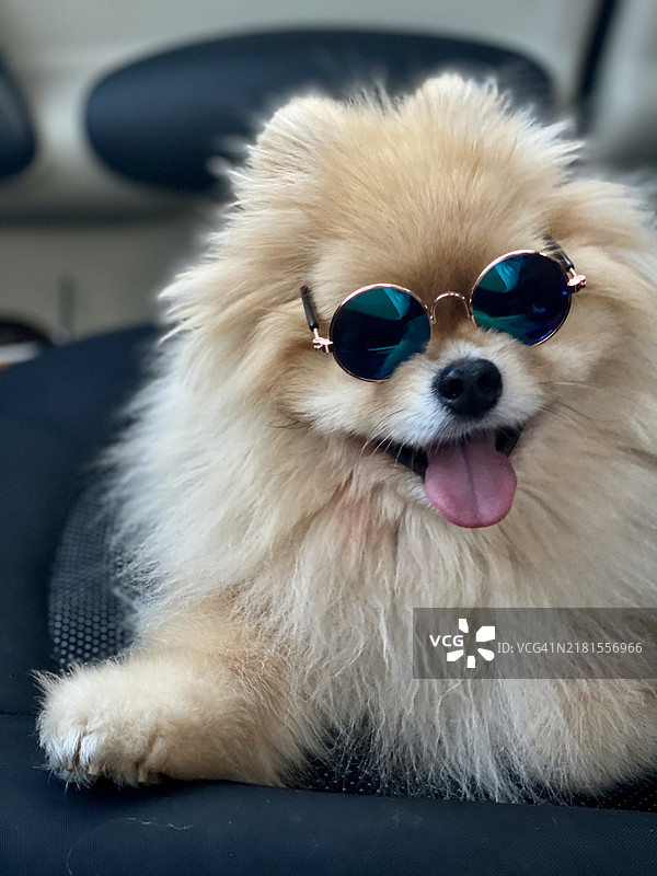 戴着太阳镜的博美犬特写，俄罗斯图片素材