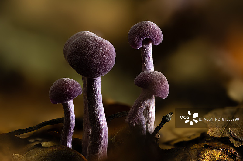 荷兰鹿特丹的紫色花朵特写图片素材