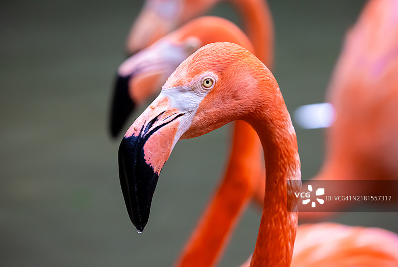 德克萨斯州的大鸨特写， 美国图片素材