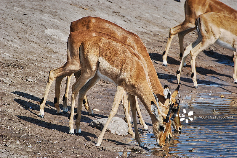 侧面视角的鹿站在田野上图片素材
