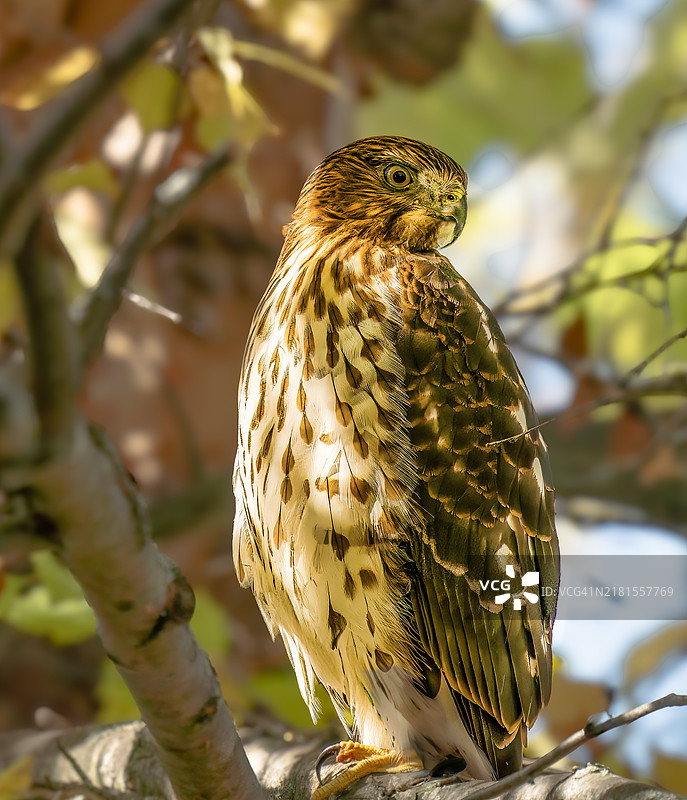 猫头鹰栖息在树枝上的特写镜头图片素材