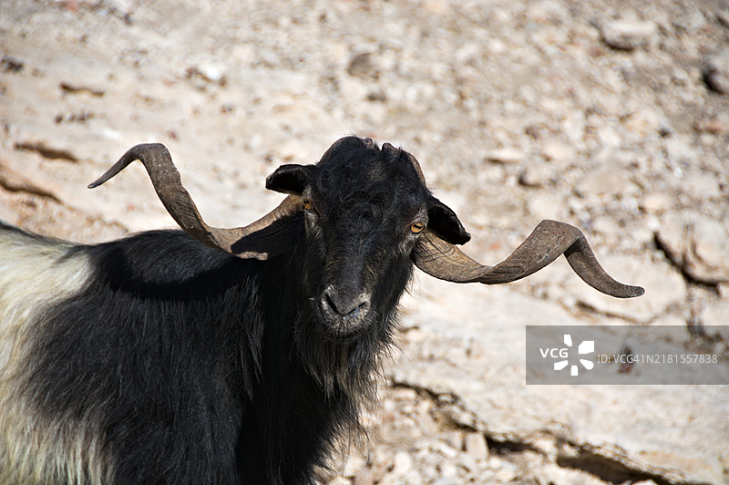 家养山羊的特写肖像图片素材