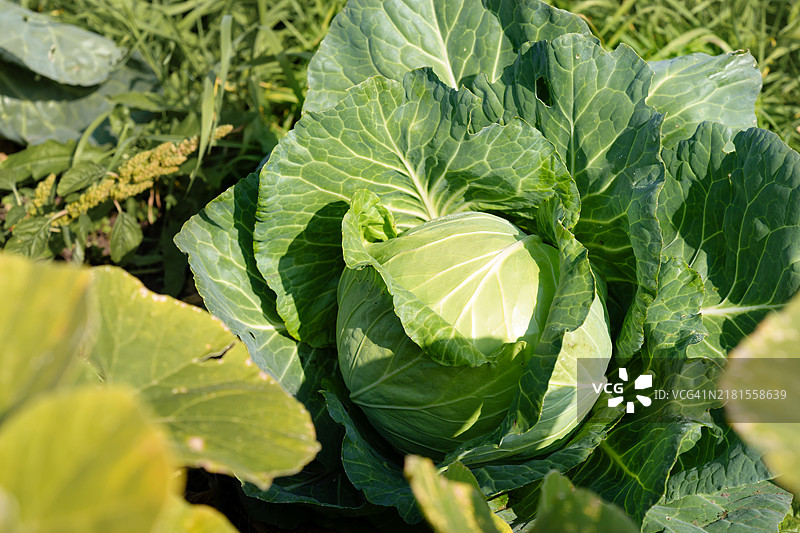菜园里的卷心菜，农田，开放的有机土壤图片素材