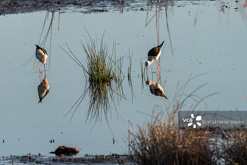 湿地和谐：一对黑翅长脚鹬在柔和的水面倒影中觅食图片素材