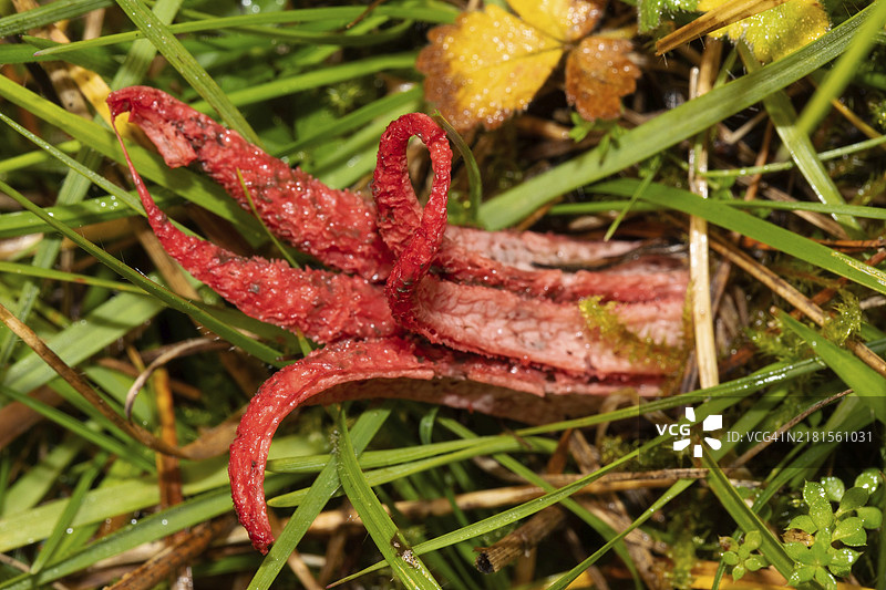 在绿色草地上，有红色章鱼状手臂的章鱼鬼笔菌子实体图片素材