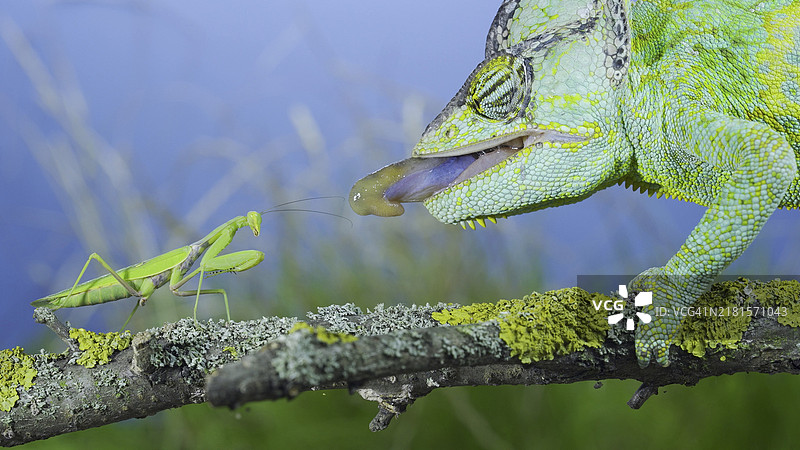成年高冠变色龙捕食螳螂时吐舌头的特写图片素材