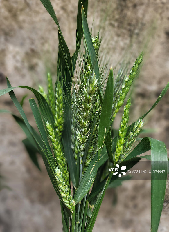 绿色麦穗图片素材