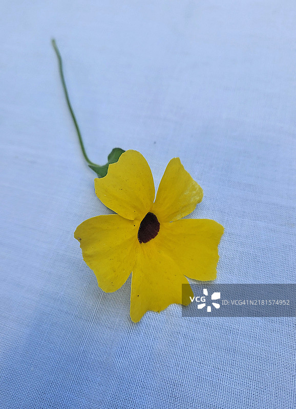 黑眼苏珊藤蔓花图片素材