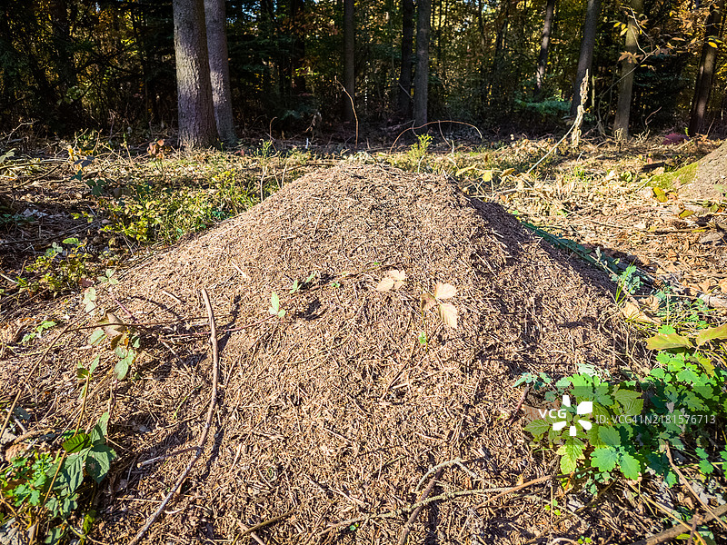 森林地面上的蚁丘图片素材