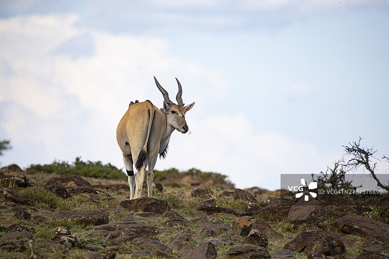 非洲肯尼亚马赛马拉的eland羚羊图片素材